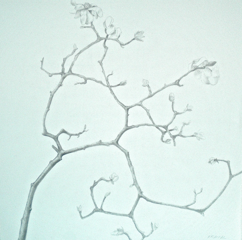 Salut Printemps! Plant drawings to celebrate the sap running, new snow notwithstanding.